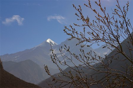 simsearch:625-01752967,k - Nahaufnahme einer Niederlassung eines Baums mit Bergen in den Hintergrund, Muktinath, Annapurna Range, Himalaya, Nepal Stockbilder - Premium RF Lizenzfrei, Bildnummer: 625-01752930