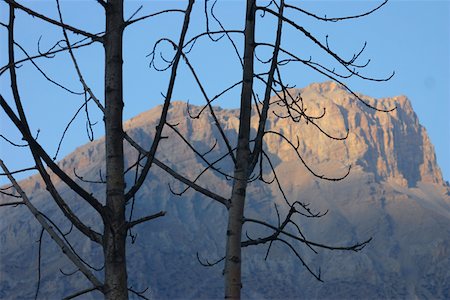 simsearch:625-01752967,k - Nahaufnahme der nackten Bäumen vor einem Berg, Muktinath, Annapurna Range, Himalaya, Nepal Stockbilder - Premium RF Lizenzfrei, Bildnummer: 625-01752944