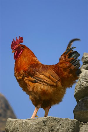 rooster - Gros plan d'un coq debout, gamme Annapurna, Himalaya, Népal Photographie de stock - Premium Libres de Droits, Code: 625-01752941