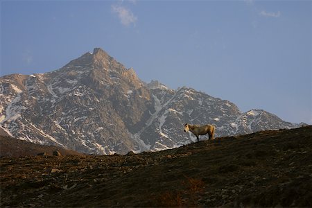 simsearch:625-01752967,k - Pferd Stand vor einem Berg, Muktinath, Annapurna Range, Himalaya, Nepal Stockbilder - Premium RF Lizenzfrei, Bildnummer: 625-01752942