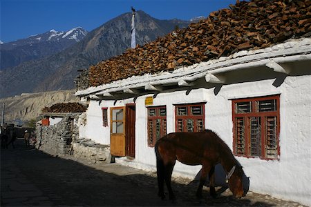 simsearch:625-01752967,k - Maultier stehen vor einem Haus Annapurna Range, Himalaya, Nepal Stockbilder - Premium RF Lizenzfrei, Bildnummer: 625-01752960