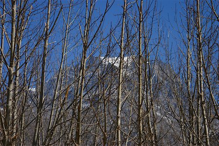 simsearch:625-01752967,k - Nackte Bäume vor einem Berg Muktinath, Annapurna Range, Himalaya, Nepal Stockbilder - Premium RF Lizenzfrei, Bildnummer: 625-01752963