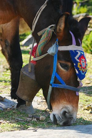 simsearch:625-01752943,k - Close-up of a mule grazing in a field, Tadapani, Annapurna Range, Himalayas, Nepal Stock Photo - Premium Royalty-Free, Code: 625-01752974
