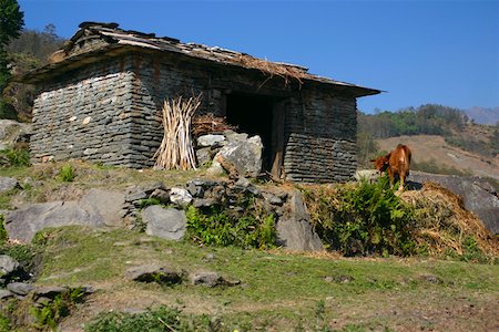 simsearch:625-00801603,k - Cow standing in front of a house, Ghorapani, Annapurna Range, Himalayas, Nepal Fotografie stock - Premium Royalty-Free, Codice: 625-01752973
