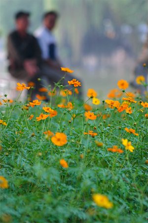 simsearch:625-01753059,k - Close-up of flowers in a park, Hanoi, Vietnam Stock Photo - Premium Royalty-Free, Code: 625-01753115