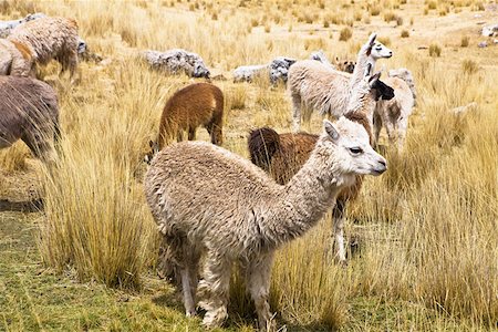 simsearch:625-01753293,k - Llamas (Lama glama) with alpacas (Lama pacos) and sheep grazing in a pasture, Peru Fotografie stock - Premium Royalty-Free, Codice: 625-01753230