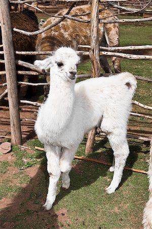 Gros plan d'un jeune alpaga, Aguana Cancha, Puno, Pérou Photographie de stock - Premium Libres de Droits, Code: 625-01753278