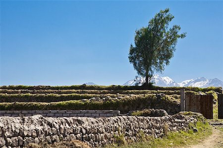 simsearch:625-01753433,k - Tree on a landscape, Nevado Chachani, Arequipa, Peru Foto de stock - Sin royalties Premium, Código: 625-01753342
