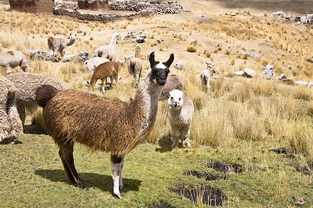 south american mammal - Lama (Lama glama) avec alpaga (Lama pacos) et moutons paissant dans un pâturage, Pérou Photographie de stock - Premium Libres de Droits, Code: 625-01753412