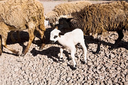 simsearch:625-01753293,k - Close-up of sheep, Pisaq, Cuzco, Peru Fotografie stock - Premium Royalty-Free, Codice: 625-01753436