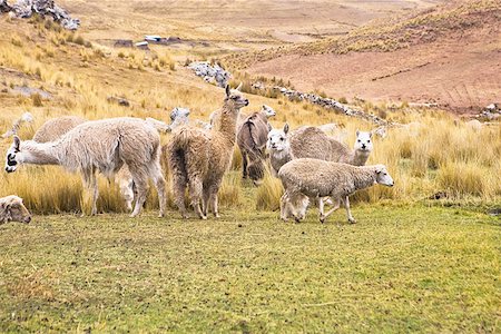 simsearch:625-01753293,k - Llamas (Lama glama) with alpacas (Lama pacos) and sheep grazing in a pasture, Peru Fotografie stock - Premium Royalty-Free, Codice: 625-01753437