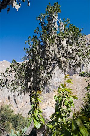 Vue d'angle faible d'une montagne recouverte d'arbres, San Juan de Chuccho, Canyon du Colca, Arequipa, Pérou Photographie de stock - Premium Libres de Droits, Code: 625-01753432