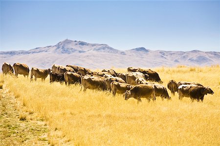 simsearch:625-01753293,k - Cattle grazing on a grassy field, Puno-Cusco Road, Peru Fotografie stock - Premium Royalty-Free, Codice: 625-01753433