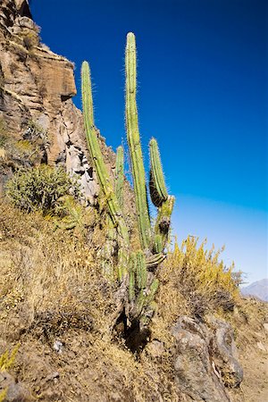 Usine de cactus sur une falaise, Canyon du Colca, au Pérou Photographie de stock - Premium Libres de Droits, Code: 625-01753455