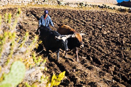 south american mammal - Agriculteur labourant un champ, Cabanaconde, Chivay, Arequipa, Pérou Photographie de stock - Premium Libres de Droits, Code: 625-01753537