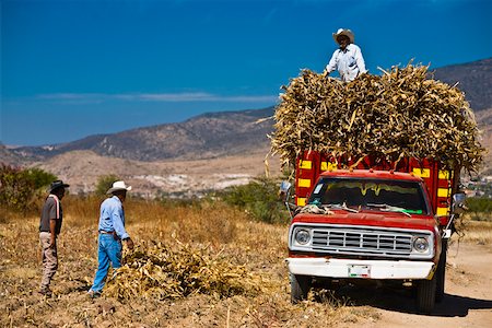 pick up truck and man - Three mature men loading crop on a pick-up truck, Oaxaca, Oaxaca State, Mexico Stock Photo - Premium Royalty-Free, Code: 625-02267858