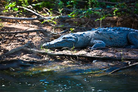 simsearch:700-00160780,k - Crocodile in a forest, Sumidero Canyon, Chiapas, Mexico Foto de stock - Sin royalties Premium, Código: 625-02268097