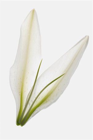 stamen - Close-up of a flower Stock Photo - Premium Royalty-Free, Code: 625-02926551