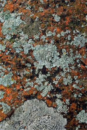 Close-up of lichen on rock Foto de stock - Royalty Free Premium, Número: 625-02926632