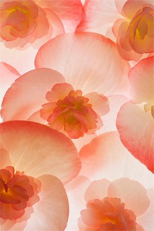 simsearch:625-02926911,k - Close-up of flowers Stock Photo - Premium Royalty-Free, Code: 625-02926633