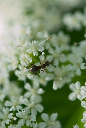 High angle view of an ant on flowers Stock Photo - Premium Royalty-Free, Code: 625-02926750