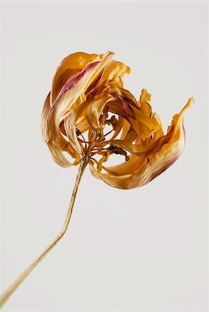 flower dying - Gros plan d'une fleur sèche Photographie de stock - Premium Libres de Droits, Code: 625-02926770