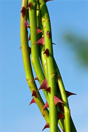 enmarañado - Close-up of thorns on rose stems Foto de stock - Sin royalties Premium, Código: 625-02926771