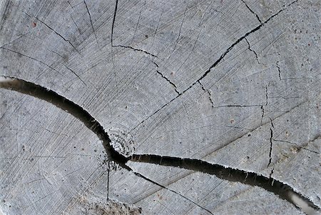 Close-up of cracked log Foto de stock - Royalty Free Premium, Número: 625-02926801