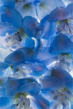 simsearch:625-02927382,k - Gros plan de fleurs bleues Photographie de stock - Premium Libres de Droits, Code: 625-02926816