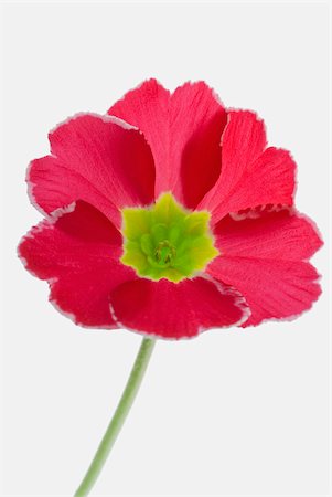 single flowers with stem - Close-up of a red flower Stock Photo - Premium Royalty-Free, Code: 625-02926810