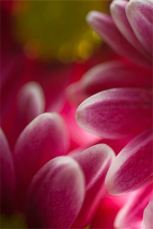 simsearch:625-02926798,k - Close-up of red flowers Foto de stock - Royalty Free Premium, Número: 625-02926896