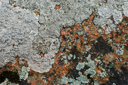 Close-up of lichen on rock Stock Photo - Premium Royalty-Free, Code: 625-02926897