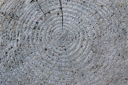 Close-up of weathered log Stock Photo - Premium Royalty-Free, Code: 625-02926900