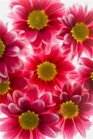 Close-up of red flowers Stock Photo - Premium Royalty-Free, Code: 625-02927062