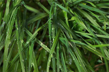 Gros plan des gouttelettes d'eau sur l'herbe Photographie de stock - Premium Libres de Droits, Code: 625-02927084