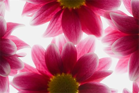 simsearch:625-02927393,k - Gros plan de fleurs roses Photographie de stock - Premium Libres de Droits, Code: 625-02927117