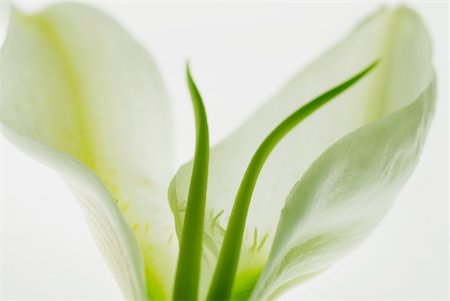 simsearch:625-02927382,k - Gros plan d'une fleur blanche Photographie de stock - Premium Libres de Droits, Code: 625-02927119