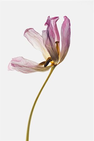 petal on white background - Close-up of a dry flower Stock Photo - Premium Royalty-Free, Code: 625-02927188