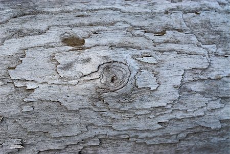 Close-up of a tree trunk Fotografie stock - Premium Royalty-Free, Codice: 625-02927215