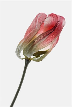 Close-up of a dry tulip flower Foto de stock - Sin royalties Premium, Código: 625-02927287