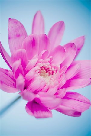 single flower - Close-up of a pink flower Stock Photo - Premium Royalty-Free, Code: 625-02927328