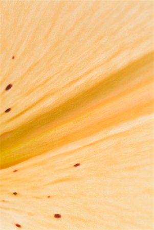 simsearch:625-02927129,k - Close-up of a yellow petal of a flower Stock Photo - Premium Royalty-Free, Code: 625-02927360