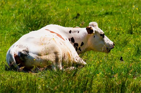 simsearch:693-03303717,k - Cow sitting in a field, Loire Valley, France Stock Photo - Premium Royalty-Free, Code: 625-02927493