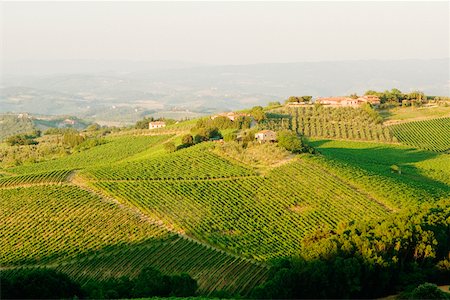 simsearch:625-02928247,k - High angle view of a vineyard, Siena Province, Tuscany, Italy Foto de stock - Sin royalties Premium, Código: 625-02927653