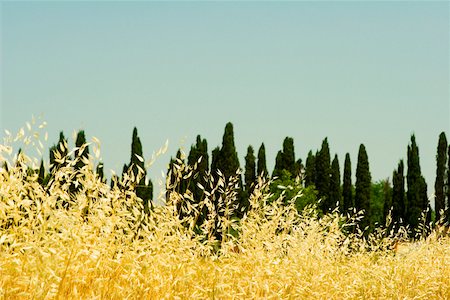 simsearch:625-02927698,k - Crop in a field, Siena Province, Tuscany, Italy Foto de stock - Sin royalties Premium, Código: 625-02927669