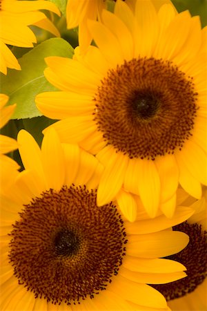 Close-up of sunflower, Cinque Terre National Park, La Spezia, Liguria, Italy Foto de stock - Sin royalties Premium, Código: 625-02927741