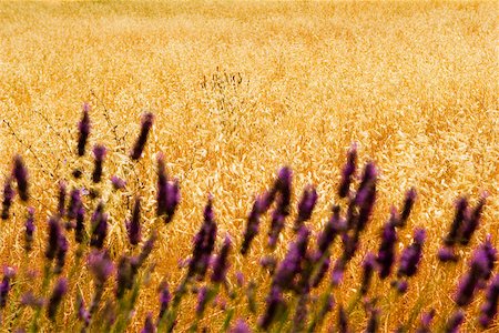 Lavender flowers in a field, Siena Province, Tuscany, Italy Stock Photo - Premium Royalty-Free, Code: 625-02927865