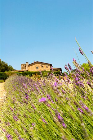 Lavender field with a building in the background, Siena Province, Tuscany, Italy Stock Photo - Premium Royalty-Free, Code: 625-02927901