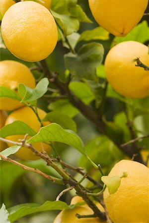 Close-up of a lemon tree, Cinque Terre National Park, La Spezia, Liguria, Italy Stock Photo - Premium Royalty-Free, Code: 625-02927987