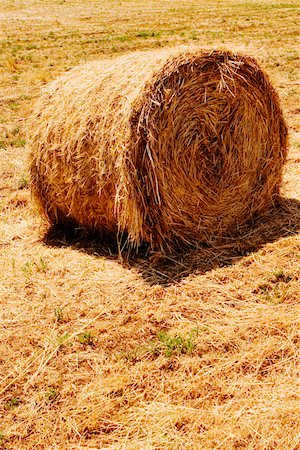 dry crop field - Hay bale in a field, Siena Province, Tuscany, Italy Stock Photo - Premium Royalty-Free, Code: 625-02928060